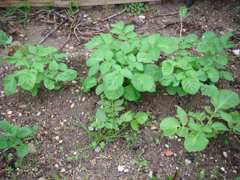 As jovens batateiras (Solanum tuberosum)